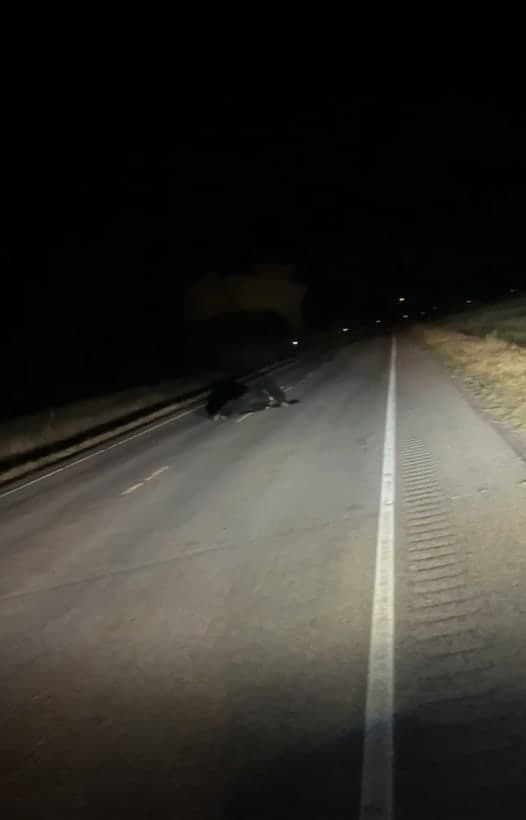 Cow in the Highway