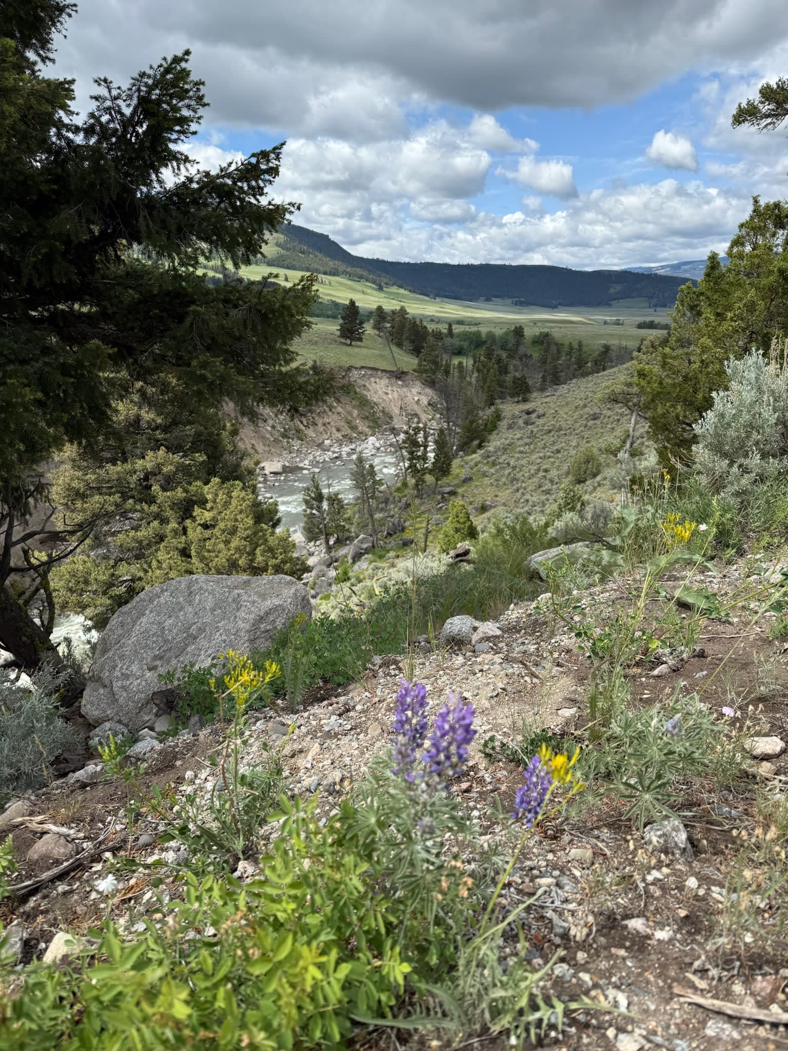 Wildflowers and River