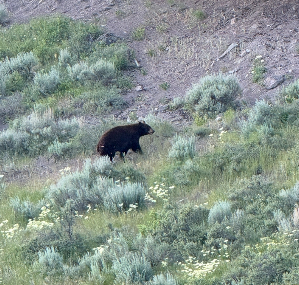 Mother Bear with Cubs